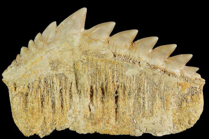 Fossil Cow Shark (Hexanchus) Tooth - Morocco #92625